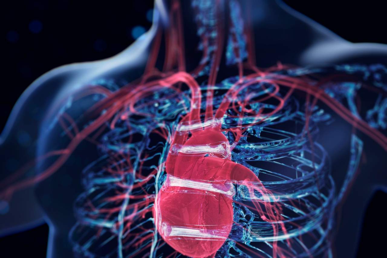 Digital illustration showing the human cardiovascular system