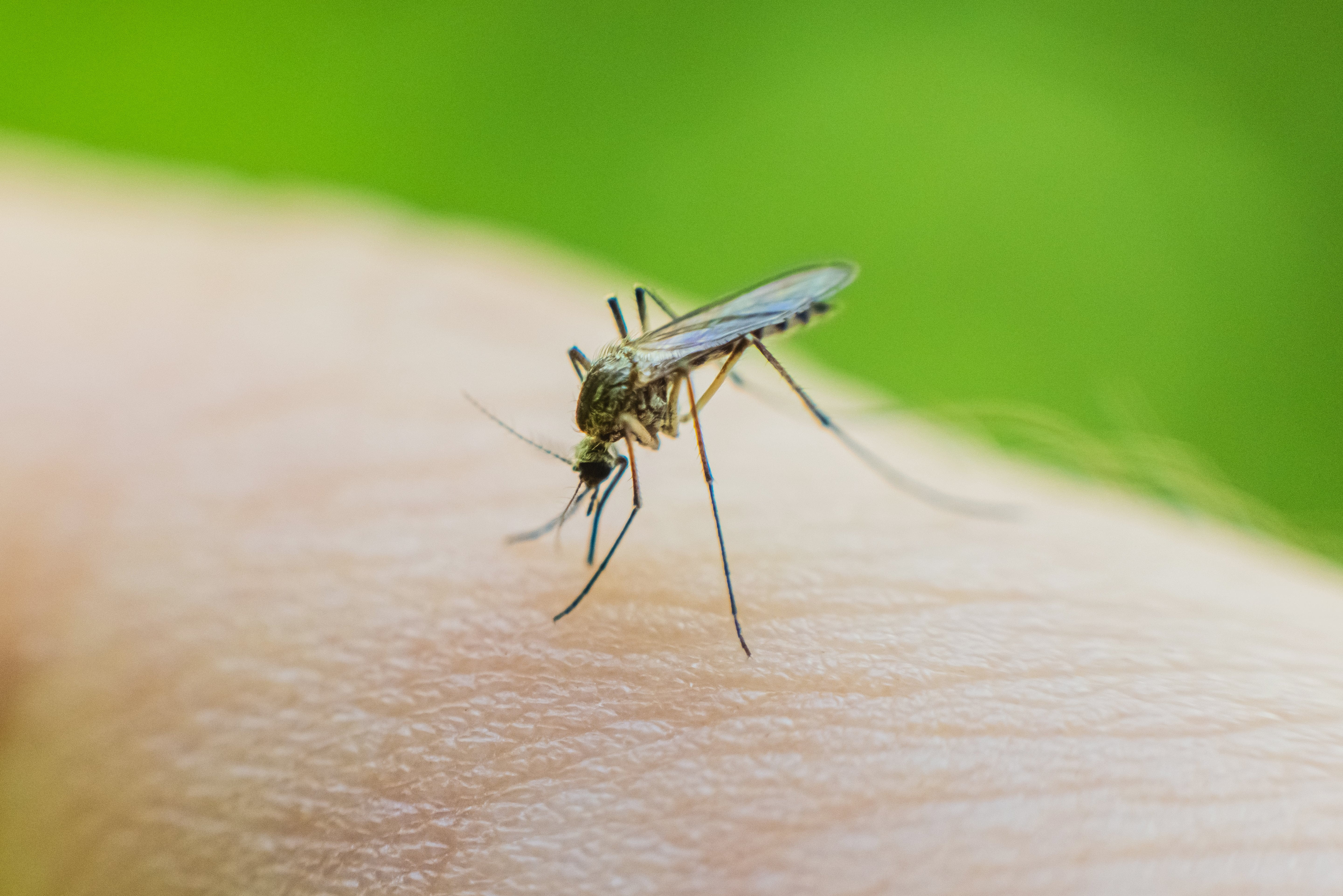 Mosquito with West Nile Virus