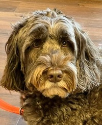 Benee - WAGS Animal Assisted Therapy dog