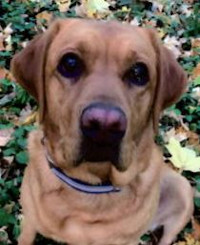 Edith Mae - WAGS Animal Assisted Therapy dog