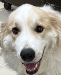 Finn - WAGS Animal Assisted Therapy dog