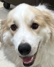 Finn - WAGS Animal Assisted Therapy dog