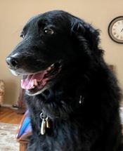 Frankie - WAGS Animal Assisted Therapy dog