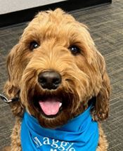 Maggie - WAGS Animal Assisted Therapy dog