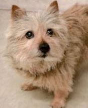 Penny - WAGS Animal Assisted Therapy dog